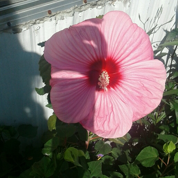 Meet your Posher, Cheree - Picture 2 of 2